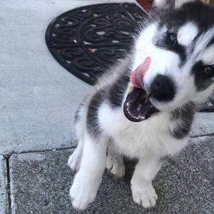 Meet your Posher, Sheridan